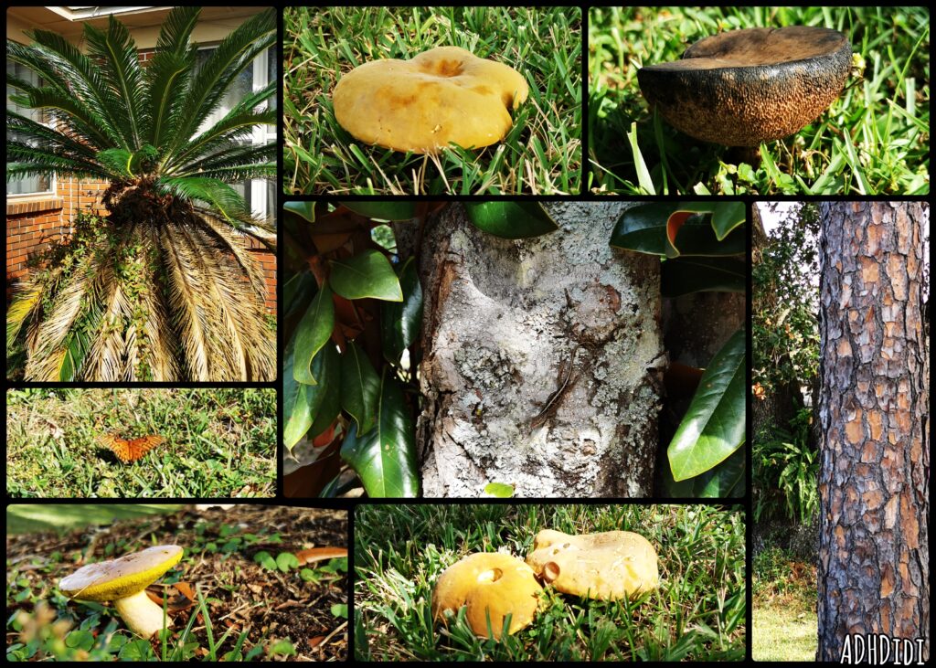 Collage of eight pictures. Several kinds of mushrooms, an orange Gulf Fritillary butterfly in the grass, a sago palm, the trunk of a loblolly pine, and an anole lizard camouflaged on a Southern magnolia tree.